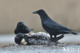 Zwarte Kraai (Corvus corone)