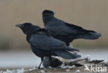 Zwarte Kraai (Corvus corone)