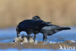 Zwarte Kraai (Corvus corone)