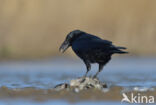 Zwarte Kraai (Corvus corone)