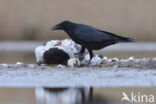 Zwarte Kraai (Corvus corone)