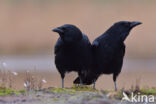 Zwarte Kraai (Corvus corone)