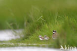 Kleine Plevier (Charadrius dubius)