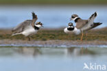 Kleine Plevier (Charadrius dubius)