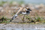 Kleine Plevier (Charadrius dubius)