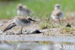 Kleine Plevier (Charadrius dubius)