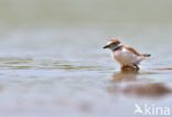 Kleine Plevier (Charadrius dubius)