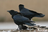 Zwarte Kraai (Corvus corone)