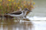 Common Sandpiper (Actitis hypoleucos)