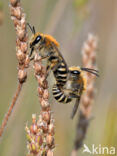 Schorzijdebij (Colletes halophilus)