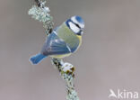 Blue Tit (Parus caeruleus)