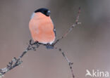 Eurasian Bullfinch (Pyrrhula pyrrhula)