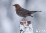 Eurasian Blackbird (Turdus merula)