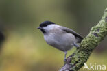 Marsh Tit (Parus palustris)