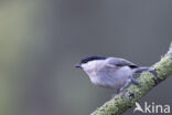 Glanskop (Parus palustris)