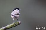 Glanskop (Parus palustris)