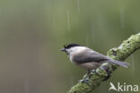 Marsh Tit (Parus palustris)