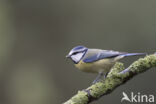 Blue Tit (Parus caeruleus)