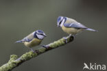 Blue Tit (Parus caeruleus)