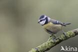 Blue Tit (Parus caeruleus)