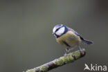 Blue Tit (Parus caeruleus)