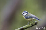 Blue Tit (Parus caeruleus)