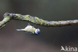 Blue Tit (Parus caeruleus)