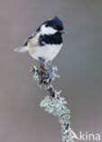 Zwarte Mees (Parus ater)