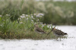 Common Snipe (Gallinago gallinago)