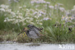 Watersnip (Gallinago gallinago)