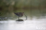 Common Snipe (Gallinago gallinago)