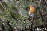 European Robin (Erithacus rubecula)