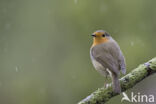 European Robin (Erithacus rubecula)