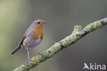 European Robin (Erithacus rubecula)