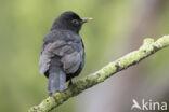 Eurasian Blackbird (Turdus merula)