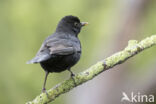 Eurasian Blackbird (Turdus merula)