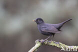 Eurasian Blackbird (Turdus merula)