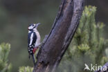 Grote Bonte Specht (Dendrocopos major)