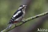 Grote Bonte Specht (Dendrocopos major)