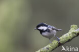 Zwarte Mees (Parus ater)