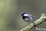 Zwarte Mees (Parus ater)