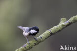 Zwarte Mees (Parus ater)