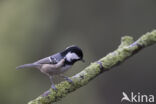 Zwarte Mees (Parus ater)