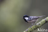 Zwarte Mees (Parus ater)