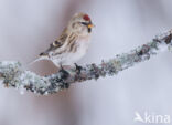 Grote Barmsijs (Carduelis flammea rostrata)