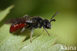 Sphecodes majalis