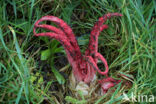 Inktviszwam (Clathrus archeri)