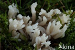 Witte koraalzwam (Clavulina coralloides)