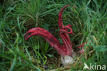 Inktviszwam (Clathrus archeri)