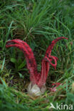 Inktviszwam (Clathrus archeri)